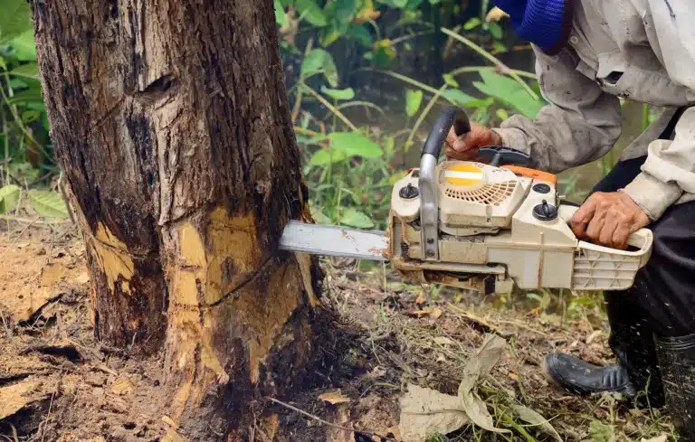 tree-removal-image